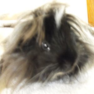 Meet your Posher, Barbara